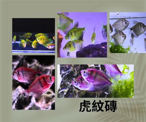 彩色磚魚|【磚魚好養嗎】新手小資族的寵兒：磚魚這麼好養，飼。